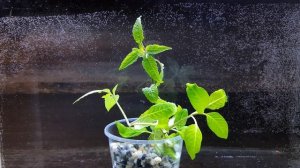 ГИГРОФИЛА ЛИМОННИК ( Hygrophila Corymbosa )