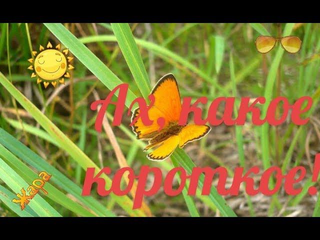 Только в августе понимаешь какое короткое лето. Только в августе понимаешь какое короткое лето