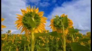 ФУТАЖИ ДЛЯ МОНТАЖА. Поле подсолнуха на фоне облачного неба.