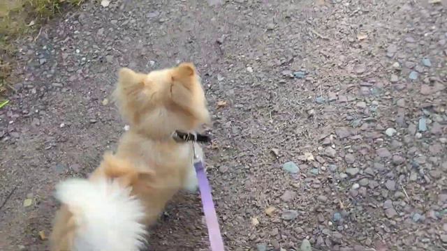 DOG VLOG Летняя🌿прогулка с собакой