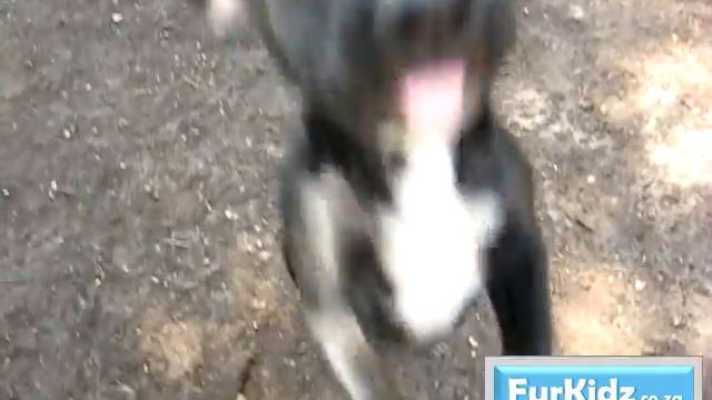 Petunia, Anabelle (Adopted) and Rose (Adopted) смотреть онлайн