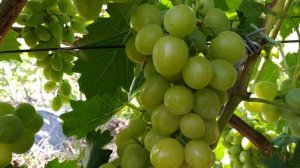 ВИНОГРАД ДАРЬЯ И ХЕЛЕНА 2020г.