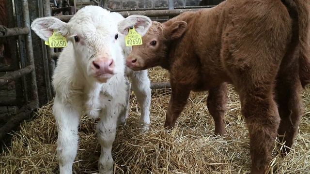 New BETTER farmer Robert Abbott's Longford suckler farm смотреть онлайн