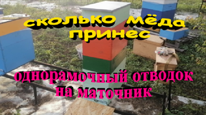Сколько мёда принёс однорамочный отводок на маточник.