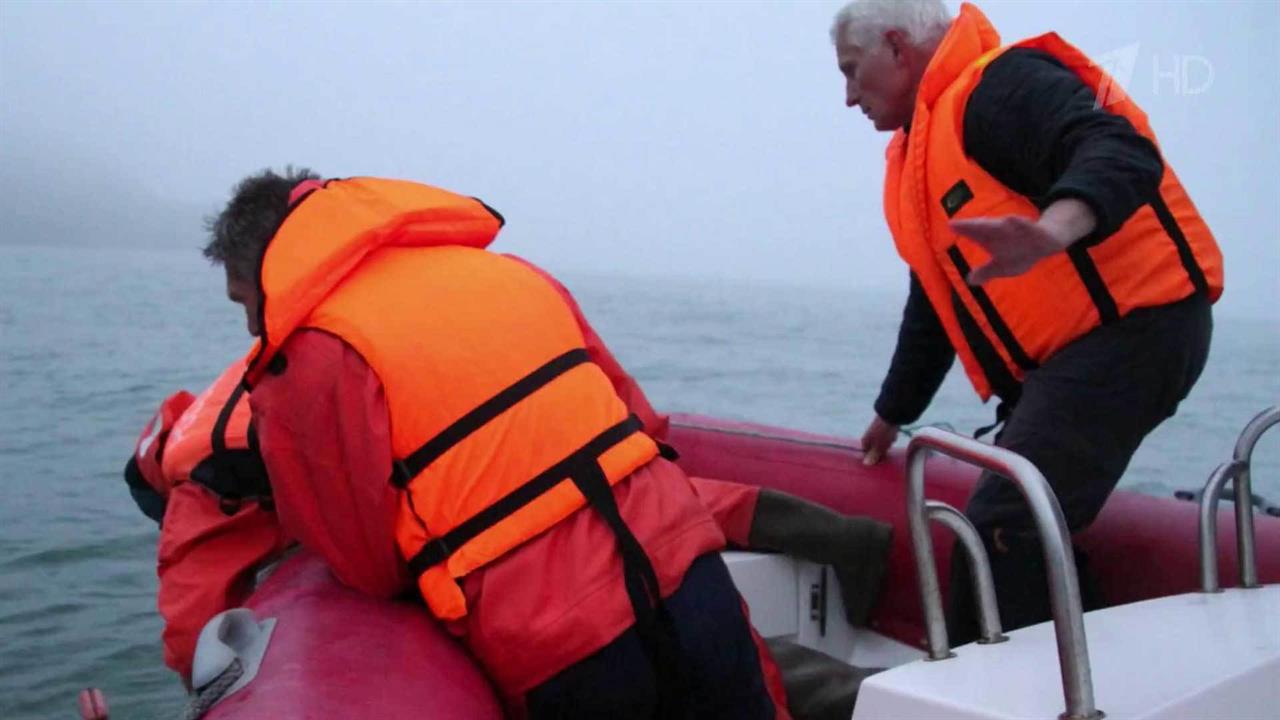 В водах Авачинской бухты успешно завершилась трехчасовая операция по спасению полярного кита - бе...