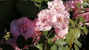 Роза Джон Девис / the rose John Davis