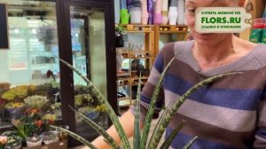 Сансевиерия Меган - обзор интересного сорта | Узколистная сансевиерия.