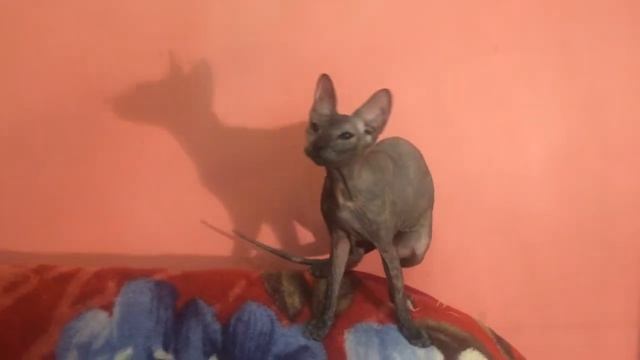 Петерболд - Петербургский сфинкс Теффи Граффити Сфинкс смотреть онлайн