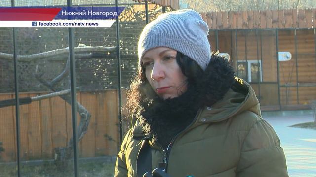 День рождения отметили орангутаны в нижегородском зоопарке смотреть онлайн