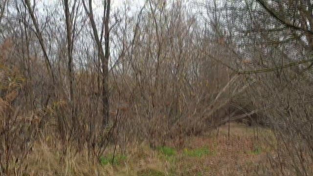 Ловля певчих птиц. Снегири. смотреть онлайн