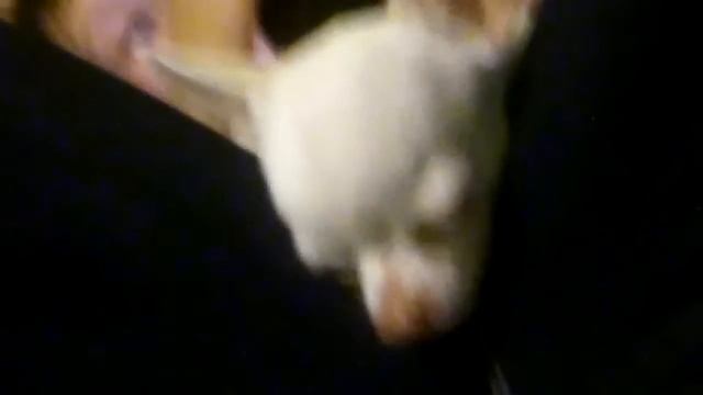 Как храпит чихуа-хуа смотреть онлайн