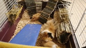 детки морские свинки - розетки 1 помёт