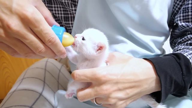 子猫はお腹いっぱいミルクを飲んだら満足して眠くなったようです【赤ちゃん猫　保護猫】 смотреть онлайн