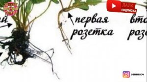 Когда обрезать клубнику, и как правильно это нужно делать!