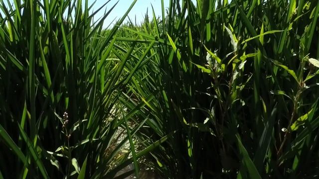 Микробиологический препарат для риса: преимущества и результаты смотреть онлайн