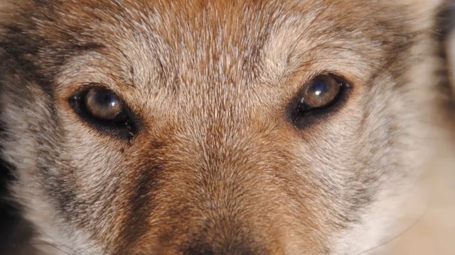 Неизлечимо больной мужчина подобрал волчонка, не подозревая чем это закончится смотреть онлайн