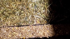 Корм для нутрий, почему такой?