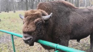 Зубр Мураками в Приокско-Террасном заповеднике