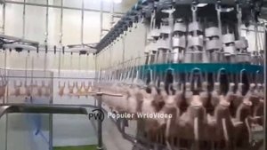 Тебе не захочется убираться с этой куриной фабрики. Автомат для курицы.