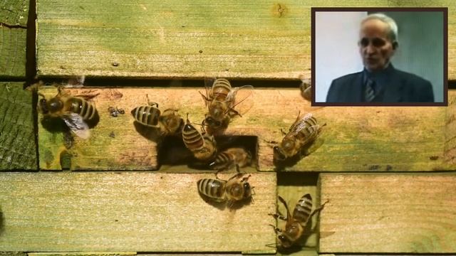 Подготовка пчёл к зиме. На каких рамках собирать гнездо пчёл в зиму. Кашковский В. Г. смотреть онлайн