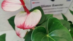 Цветы Вместе - Сравнение сортов Антуриумов ?Карма Хотлипс и Карма Нанолипс ?