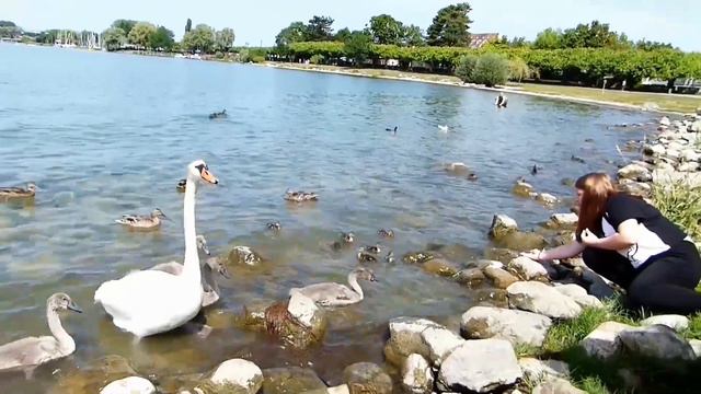 Мои забавные друзья! на Bodensee F-457 - HD. смотреть онлайн