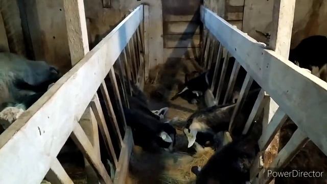 КОЗЫ И ОВЦЫ НА ГЛУБОКОЙ ПОДСТИЛКЕ смотреть онлайн