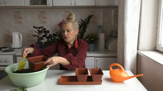 Выращиваем зелень дома