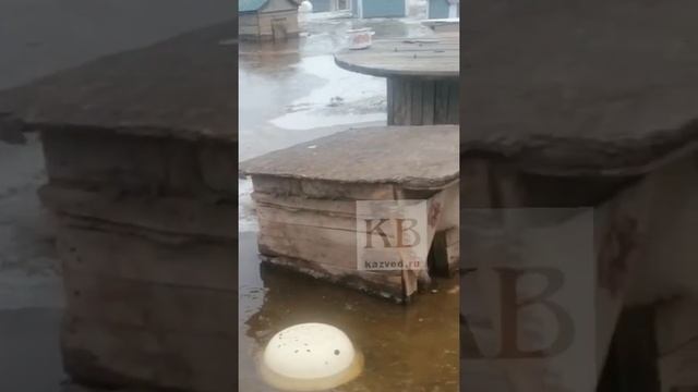 Талые воды затопили приют для животных в Татарстане