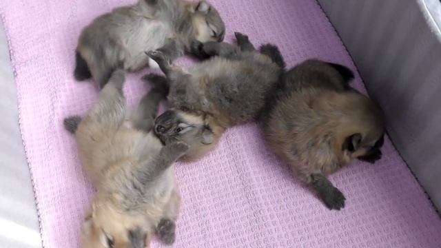 Щенкам шпица 20 дней. Шпиц Бэлла бросила своих щенков смотреть онлайн