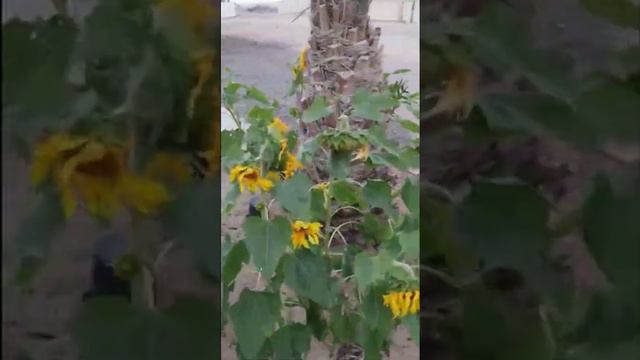 #Satisfyingvideo #morningvibes #sunflowers