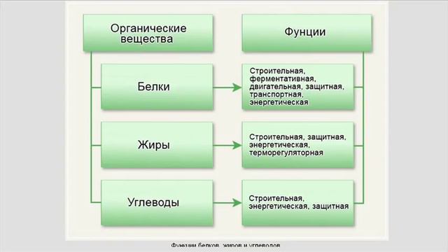 Пищеварение.  Пищевые продукты и питательные вещества