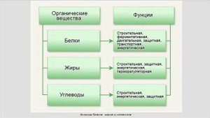 Пищеварение.  Пищевые продукты и питательные вещества
