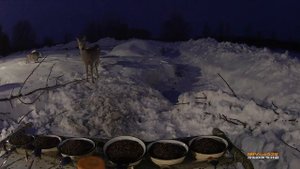 Кормление косуль зимой. Виктор Григорьев.