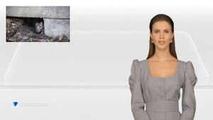 Чем заделывать крысиные норы