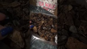 Как посадить каттлею