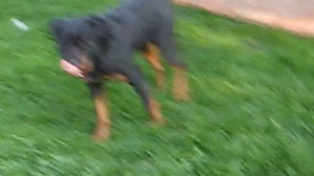 Sant'omero Zeus смотреть онлайн