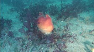 Асцидия и красные водоросли