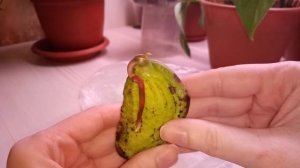 Прорастить манго ?Это просто. Посадка в грунт.