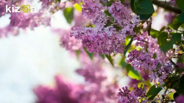 Ян Костырко - СИРЕНЬ смотреть онлайн