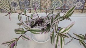 Традесканция Нанук. И все таки она изменилась))) Из компактного кустика в длинноногую лошадку!