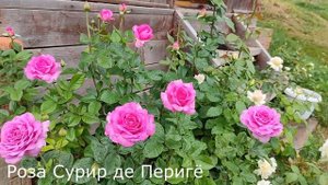 Чайно-гибридные розы для начинающих. Стоит ли сажать?