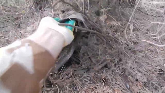 Выходные Деревенщины. По полям в поисках земляники, сбор берёзовых веников и кипрея. смотреть онлайн