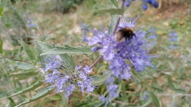 Цветение кариоптериса 18 сентября 2021 года. смотреть онлайн