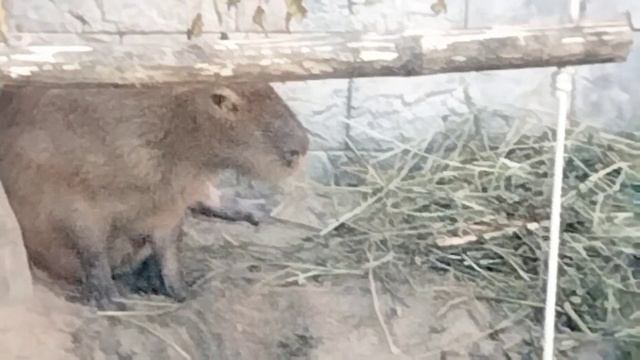 Капибара. Новосибирский зоопарк имени Р. А. Шило смотреть онлайн