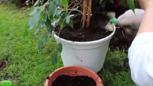 КАК ВЫРАЩИВАТЬ ФИКУС БЕНДЖАМИНА . РАЗМНОЖЕНИЕ, ПЕРЕСАДКА ФИКУСА #ficus #деревья #oldenburgru#111
