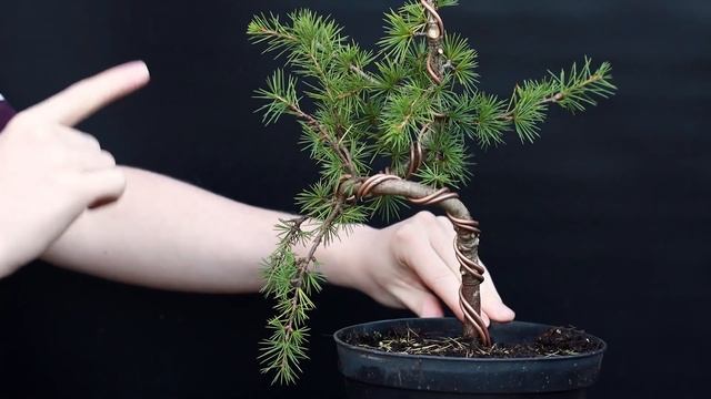 How to Make Bonsai for Beginners ?*EASY* смотреть онлайн
