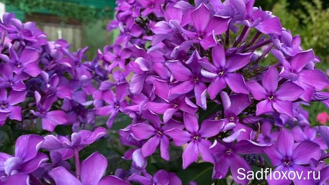 Оригинальный флокс Старый Замок, селекции Кругловых смотреть онлайн