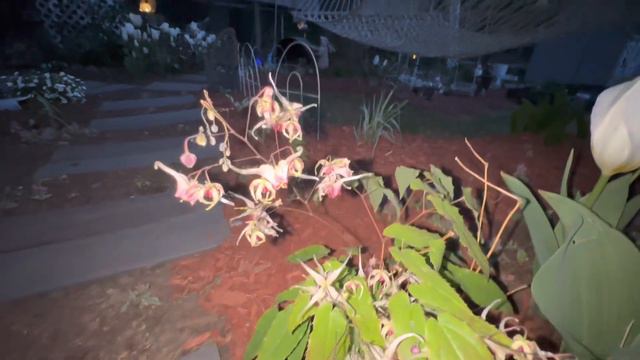 🪴🤔мой «🌜ТАИНСТВЕННЫЙ ЛУННЫЙ САД🌛»а если быть точнее «🌜the SECRET MOON GARDEN🌛10мая2023год🌝🪴 смотреть онлайн