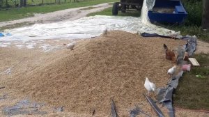 СОХРАНИТЬ ЗЕРНО НА КОРМ СКОТУ И ПТИЦЕ В ДОМАШНИХ УСЛОВИЯХ. 😉